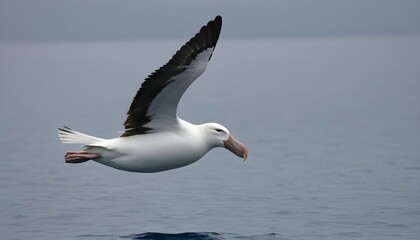 Fototapeta na wymiar An Albatross With Its Wings Sweeping Back Ready T