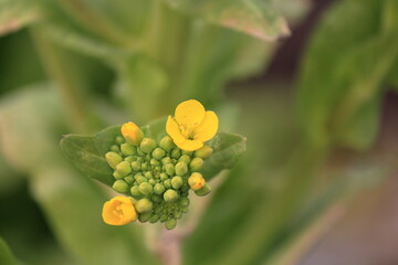 ハクサイから菜の花が咲き始めました