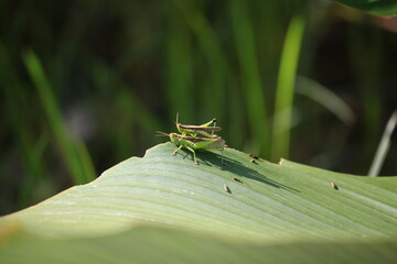 grasshopper on a leaf