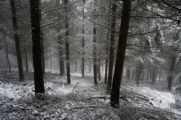 Forêt en hiver