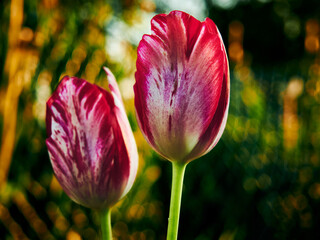 Red and white tulips, of fabulous beauty, have grown in the garden. Beautiful flowers, among lush greenery, are a symbol of the beauty of spring