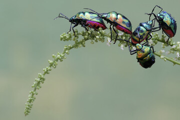 A number of harlequin bugs are eating wildflower. This beautiful, rainbow-colored insect has the...