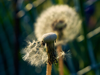 Dandelions in a field, a fluffy cap of seeds has blown off from one, the seeds from another...