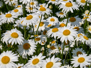 The chamomile field is a beautiful natural scene, with thickets of daisies and beautiful white flowers in the summer sun