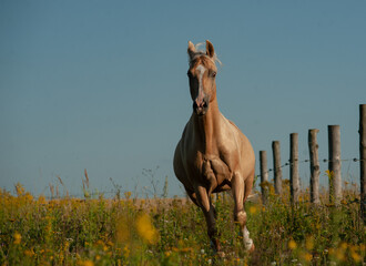 Beautiful palomino horse runs gallop at sunset - 757222472