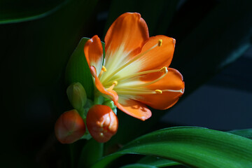 Blooming natal lily with dark background