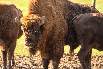 Wildlife - European Bison - Germany