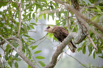 Lindo gavião na arvore com fundo desfocado da natureza.