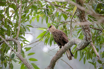 Lindo gavião na arvore com fundo desfocado da natureza.