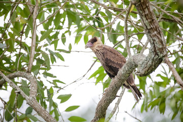 Lindo gavião na arvore com fundo desfocado da natureza.