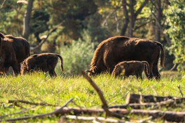 Wildlife - European Bison - Germany