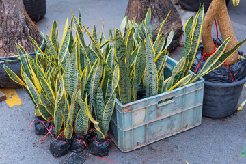 Decorative sansevieria in a plant box market. Buying and selling houseplants