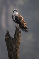 Osprey - Pandion haliaetus, beautiful bird of prey from  worldwide lakes and sea coasts, Nagarahole Tiger Reserve, India. - 757223420