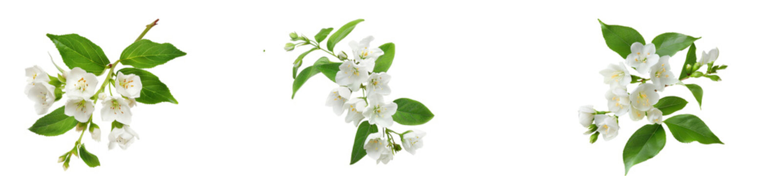 Jasmine (Philadelphus) flowers and leaves in a floral arrangement isolated on white or transparent background stock photo 