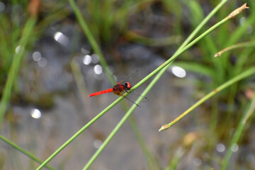 湿原のハッチョウトンボ