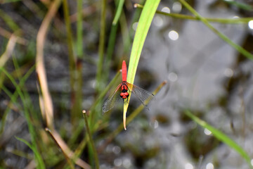 湿原のハッチョウトンボ © Masaru Masuda