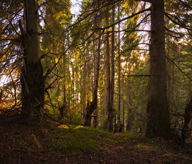 Obraz premium Forest trees spring sunshine