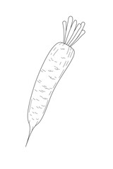 BW vector illustration of food. Carrot. Realistic vector drawn illustration. Ingredients for cooking healthy food. Delicious vegetarian food. Growing vegetables