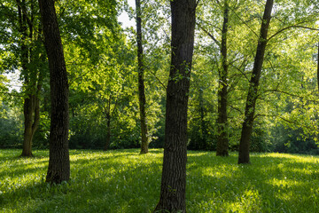 deciduous trees with green foliage in spring, green foliage