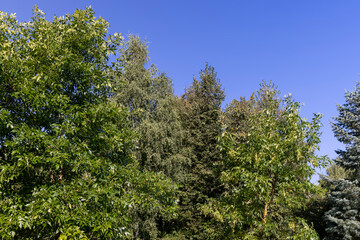mixed forest with trees of different species in the summer season