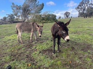 donkey in the field