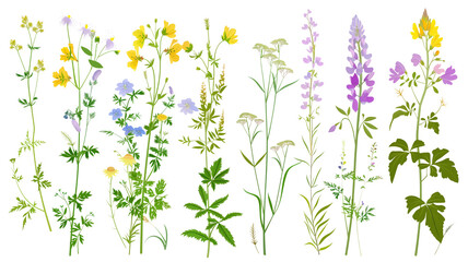 Fototapeta na wymiar Set of wild flowers flat illustration, isolated on transparent background