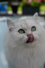Silberne Britisch Langhaar Katze mit grünen Augen