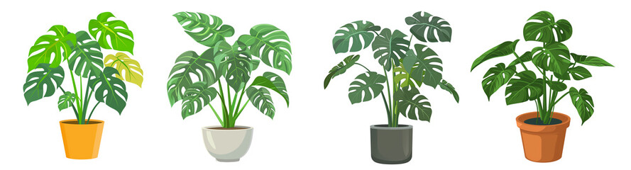 Set of tropical Monstera plants in a pot illustration, isolated on transparent background
