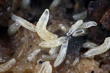 Fruit flies (Drosophila melanogaster) larvae on a rotten banana.