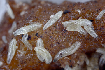 Fruit flies (Drosophila melanogaster) larvae on a rotten banana.