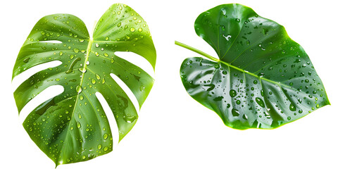 Set of Fresh tropical leaves with water drops isolated on transparent background