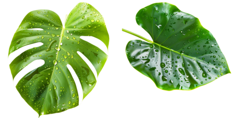 Set of Fresh tropical leaves with water drops isolated on transparent background