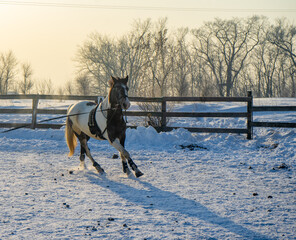 Horse galloping in the snow in the paddock in winter