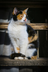 Portrait of a tricolor cat sitting on wooden steps.