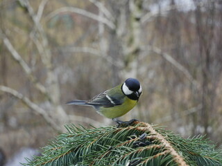 Tit on a blue spruce branch.