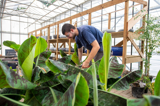 Man nurturing plants in a greenhouse.