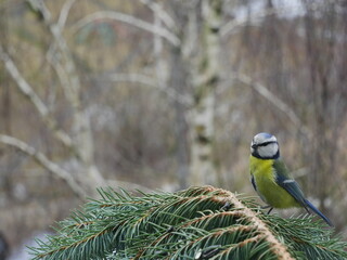  Blue tit on a blue spruce branch..