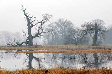 Landscape in the park. Old trees.