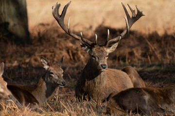 Deer with damaged antlers sitting down looking at camera, sitting in park with dappled autumn sunlight with young deer to side and to the front