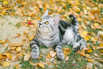 Grey stripped cute young cat sitting on the ground on fallen leaves outdoor, fall or autumn colorful background.