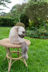 Neva Masquerade Katze genie&szlig;t die Zeit im Garten