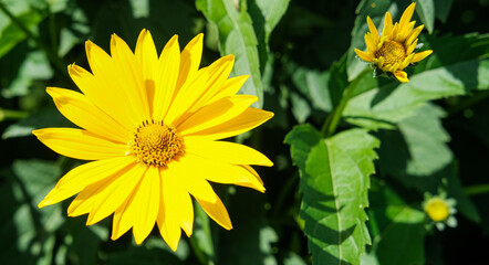 A bright yellow flower in full bloom with detailed petals against a natural background of green leaves. Natural beauty concept, Women's day greeting card, postcard. Panoramic banner with copy space