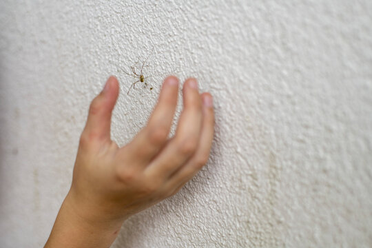 Hand reaching towards a spider on a wall