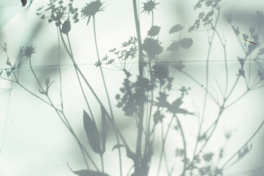 Shadows of wildflowers on a screen