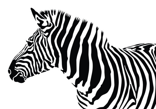 Zebra pattern shape vector illustration for background design.