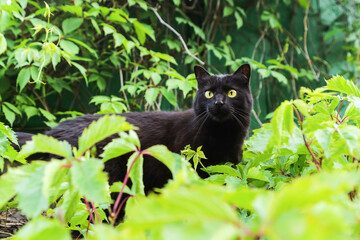 Naklejka na ściany i meble Beautiful bombay black cat portrait with yellow eyes and attentive look in green leaves in nature garden
