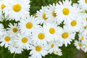 Fototapeta premium White chamomile flowers background texture in garden on flower bed in sunlight close up, top view. Natural floral background
