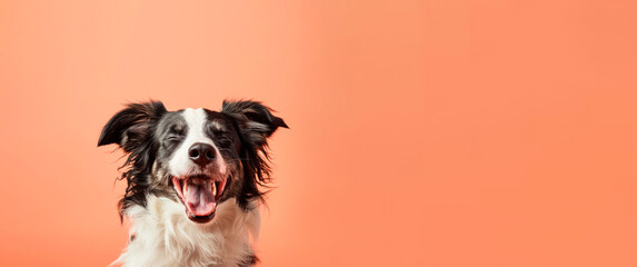 banner of a black and white dog with its eyes closed in joy and its mouth open in a carefree smile on a peach-colored plain pastel background. mock-up, space for text