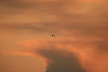 flying over the sunset