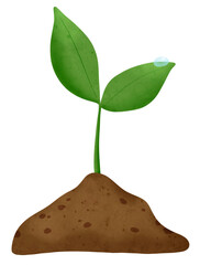 sprouting plant in soil